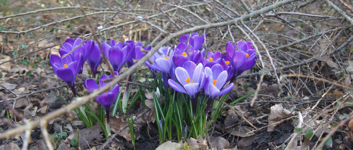 Image description goes here