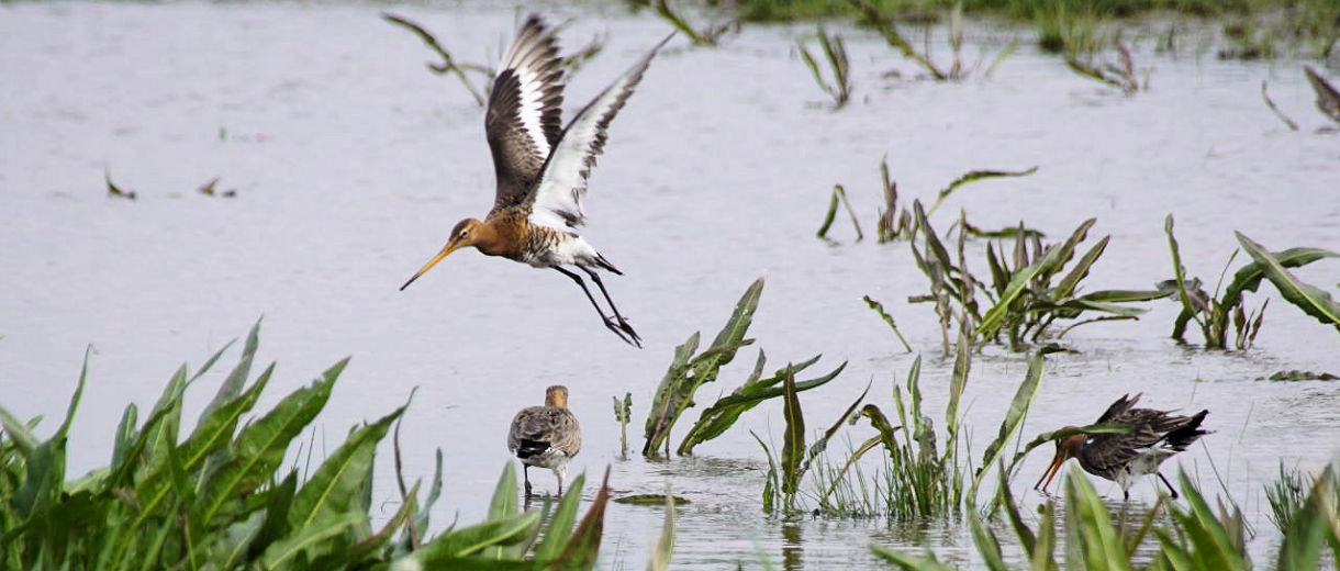 Image description goes here